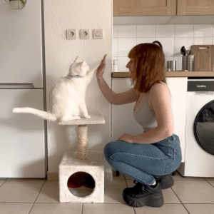 cat sitter bordeaux