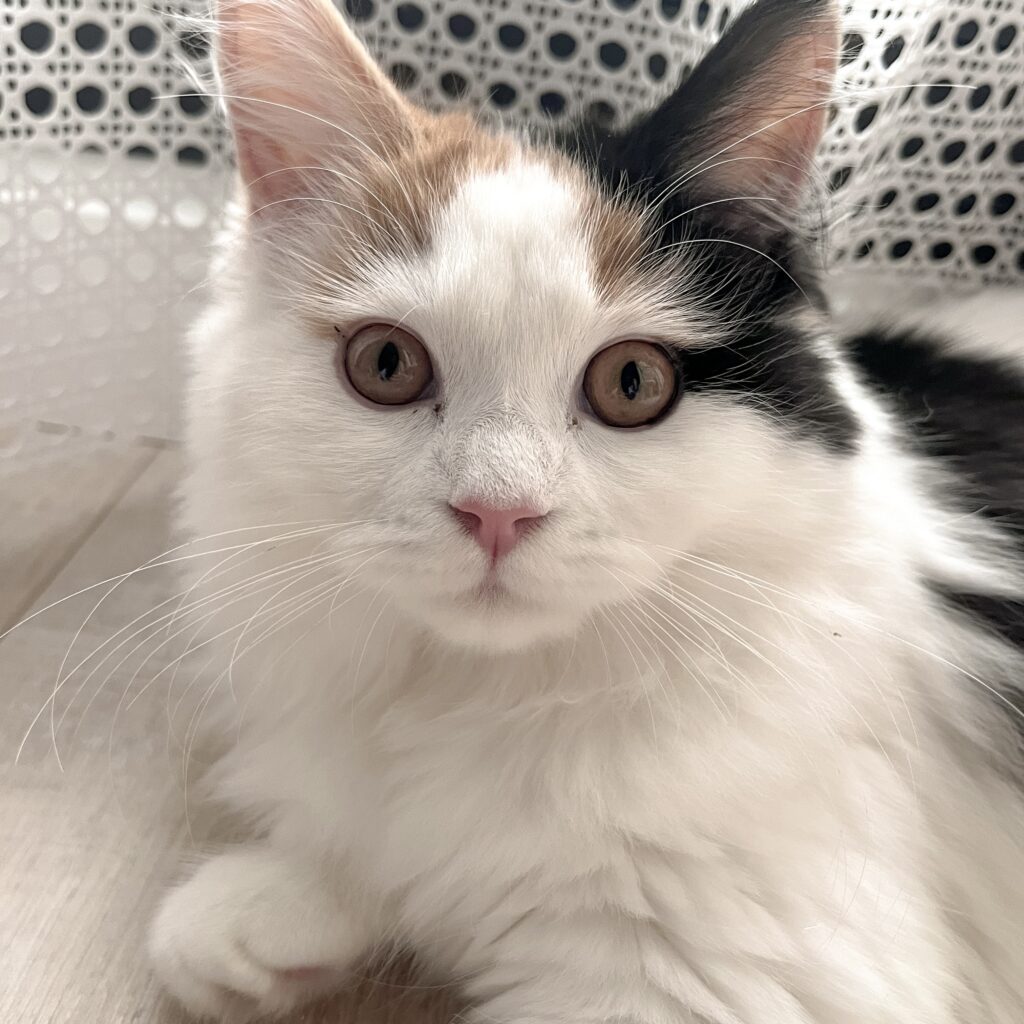 cat sitter bordeaux garde de chats