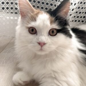 cat sitter bordeaux garde de chats