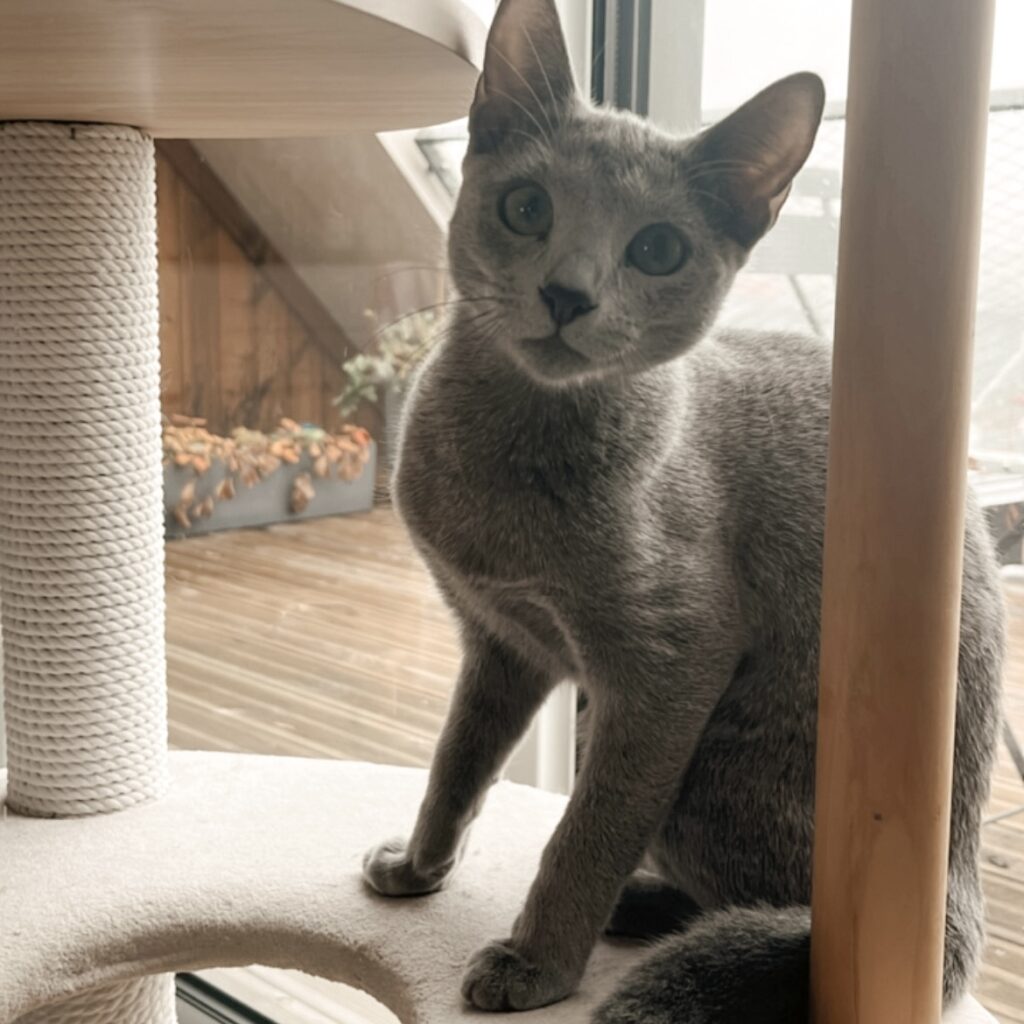 cat sitter bordeaux
