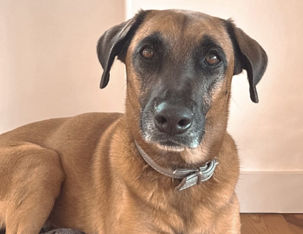 contact Communication animale pour chiens Garderie pour chiens Promenades pour chiens Gang de Patounes Pet Sitter Dog Sitter Bordeaux