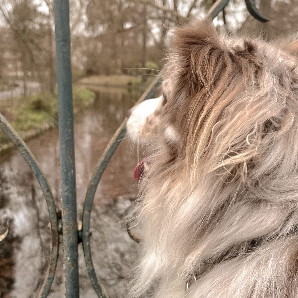 pet sitter dog sitter bordeaux Gang de Patounes