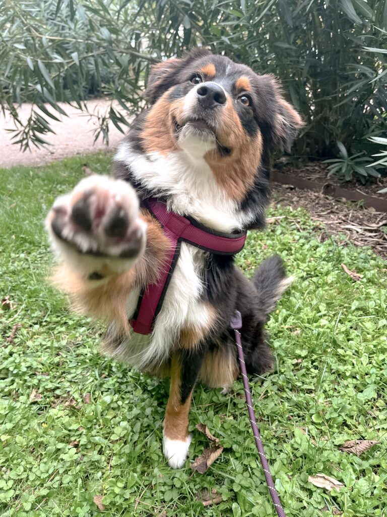 Educateur canin Gang de patounes Pet sitter Dog sitter Bordeaux