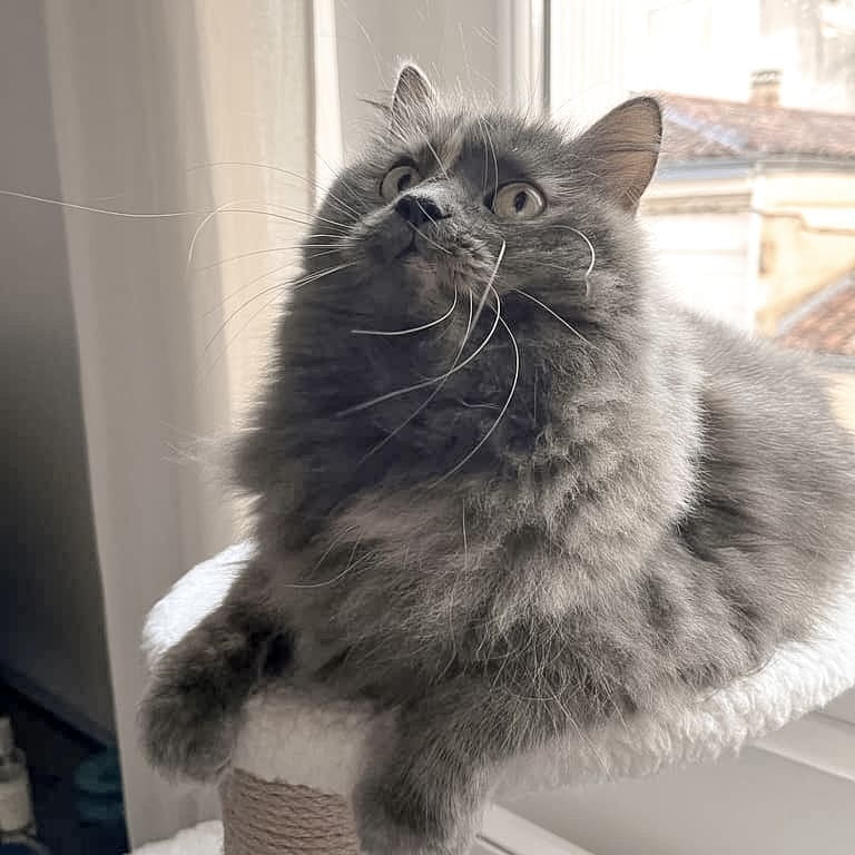 Gang de Patounes Cat Sitter Dog Sitter Pet Sitter Bordeaux