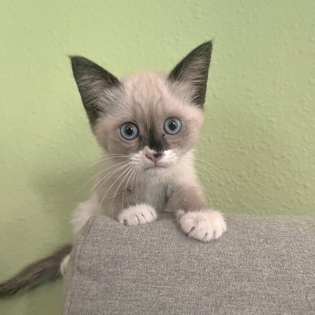 Gang de Patounes Pet Sitter Cat sitter Bordeaux Accompagnement adoption chat Comportementaliste chat