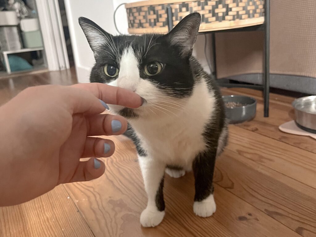 contact Communication animale pour chats Garderie pour chats Gang de Patounes Pet Sitter Cat Sitter Bordeaux Visites à domicile pour chats