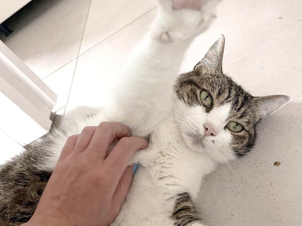 contact Communication animale pour chats Garderie pour chats Gang de Patounes Pet Sitter Cat Sitter Bordeaux Visites à domicile pour chats