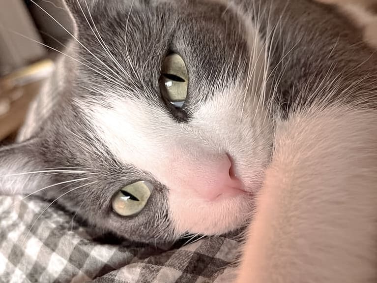 contact Communication animale pour chats Garderie pour chats Gang de Patounes Pet Sitter Cat Sitter Bordeaux