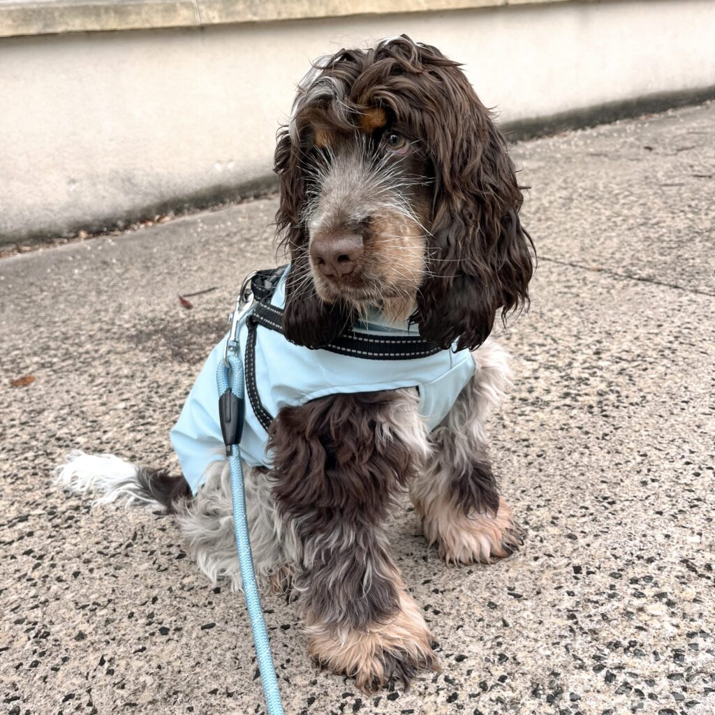 Garderie pour chiens Gang de Patounes Dog Sitter Pet Sitter Bordeaux