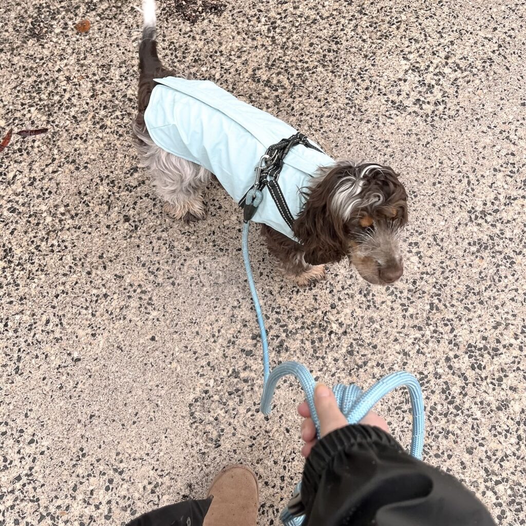 Communication animale pour chiens Promenades pour chiens Gang de Patounes Pet Sitter Dog Sitter Bordeaux