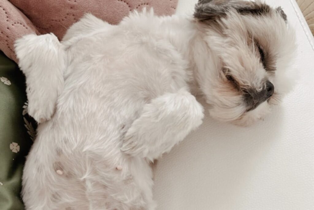 contact Communication animale pour chiens Garderie pour chiens Promenades pour chiens Gang de Patounes Pet Sitter Dog Sitter Bordeaux