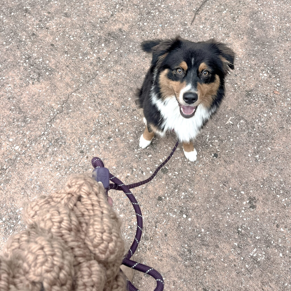 Communication animale pour chiens Promenades pour chiens Gang de Patounes Pet Sitter Dog Sitter Bordeaux Educateur Canin