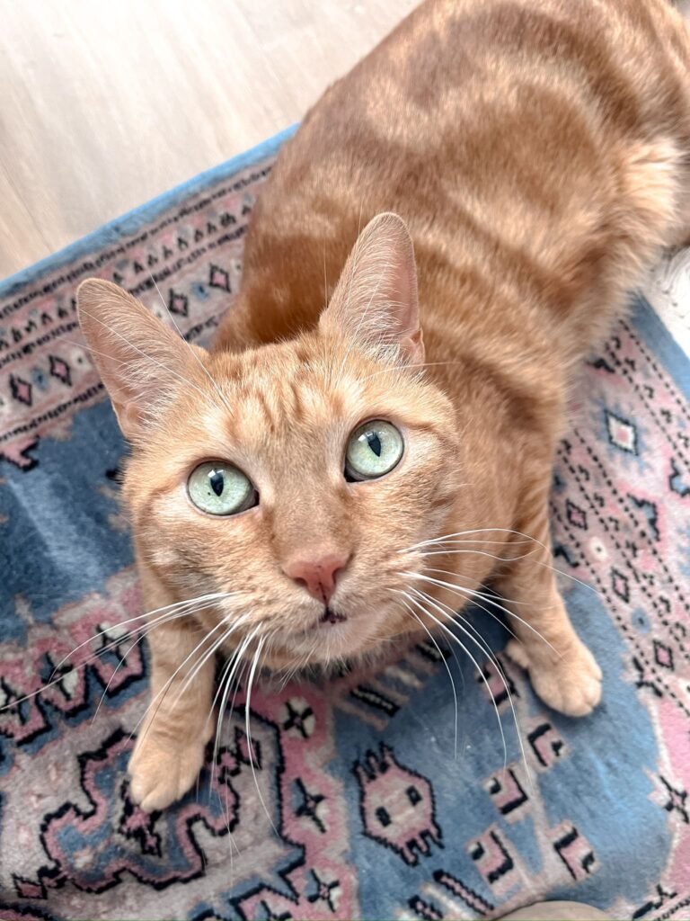 Gang de Patounes Cat sitter bordeaux pet sitter communication animale