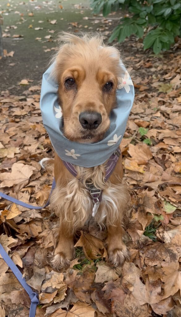 dog sitter bordeaux dog sitter bordeaux pension pour chiens garde de chien garderie pour chien dog sitting Gang de patounes