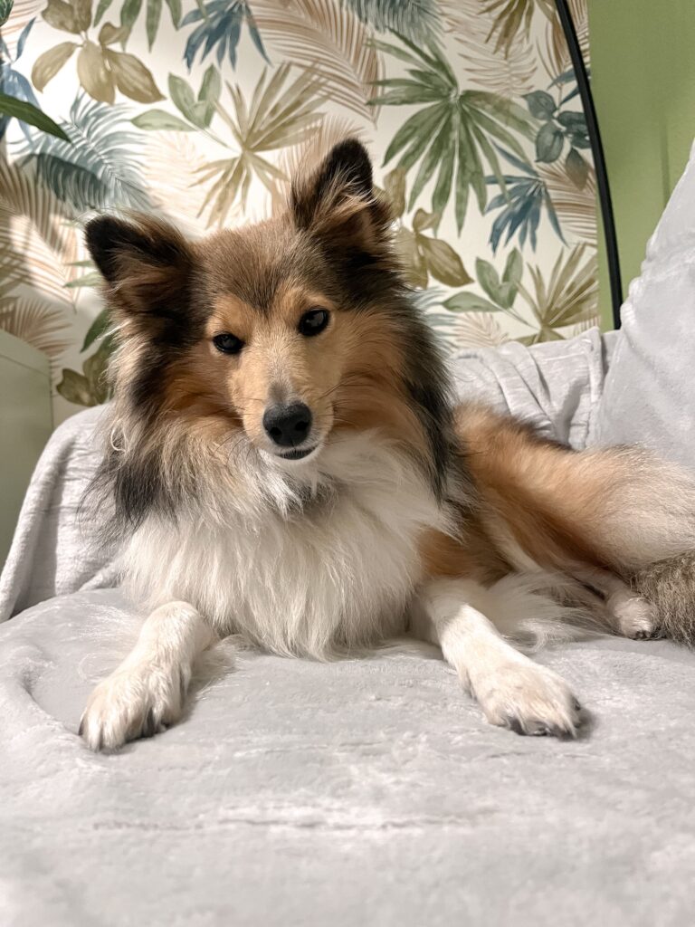 Gang de Patounes Bordeaux Pet Sitter Dog Sitter Garderie pour chiens Pension pour chiens Education Canine