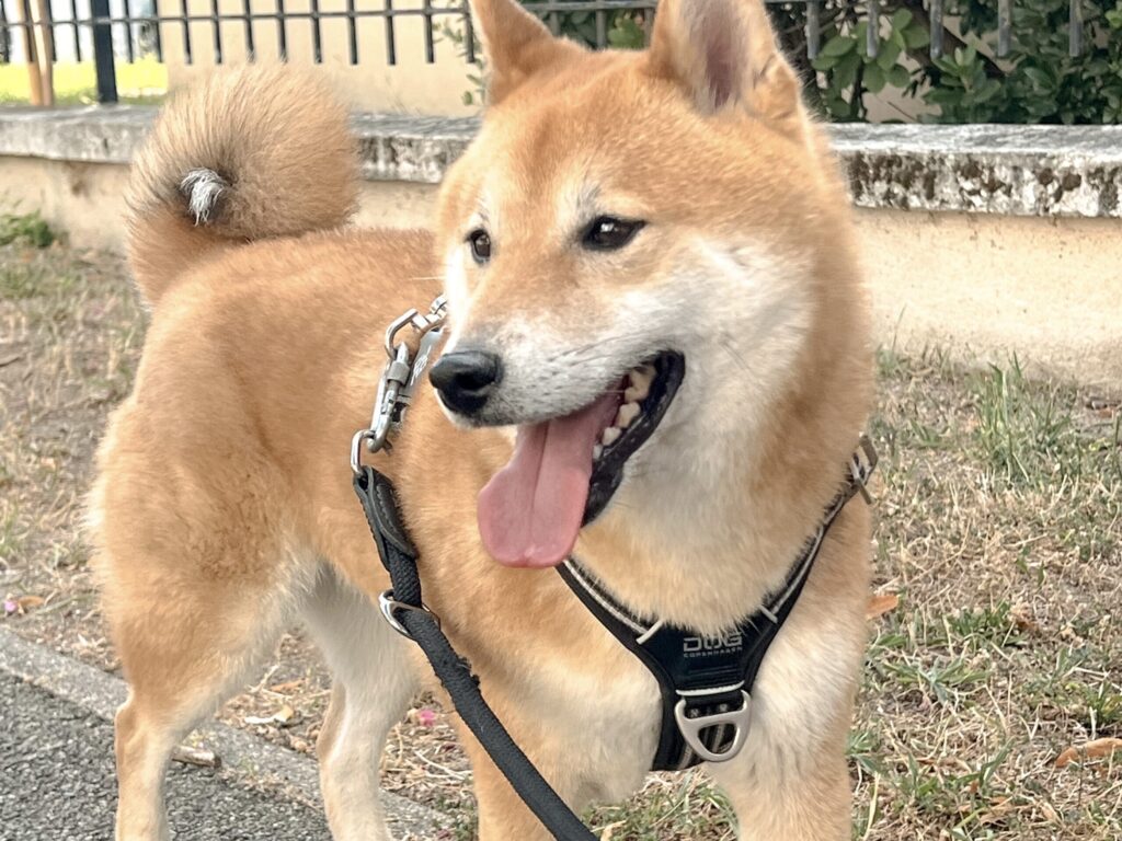 contact Communication animale pour chiens Garderie pour chiens Promenades pour chiens Gang de Patounes dog sitting pet sitter bordeaux