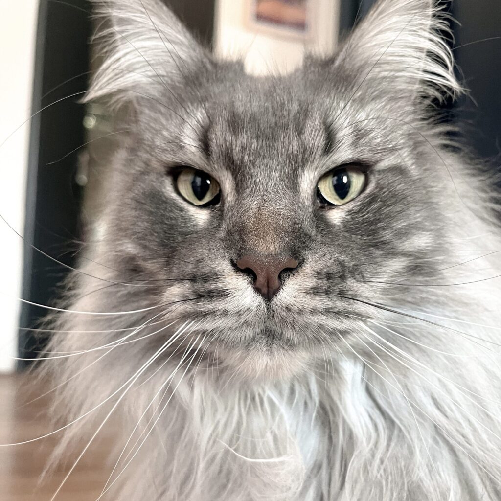 Garderie pour chats Gang de Patounes Pet Sitter Cat Sitter Bordeaux