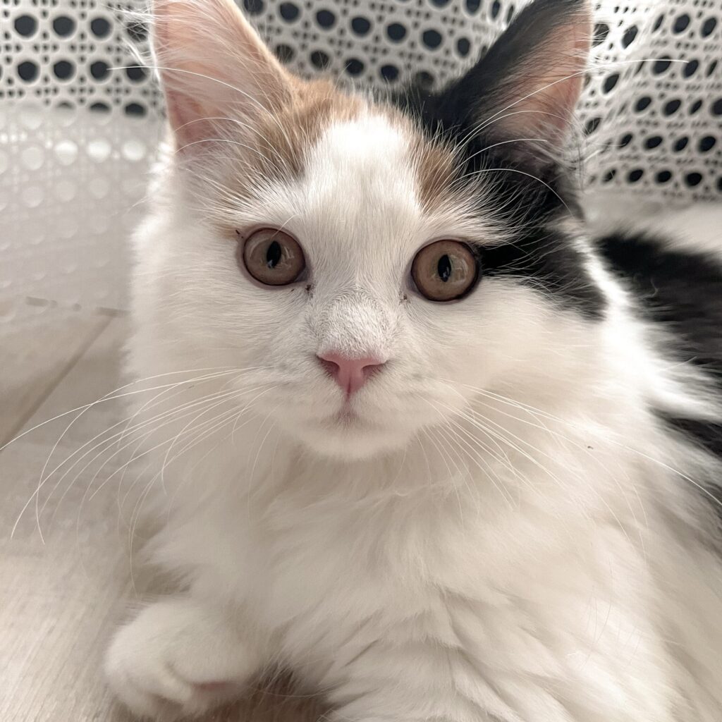 Gang de Patounes Pet Sitter Cat Sitter Bordeaux Garderie pour chats