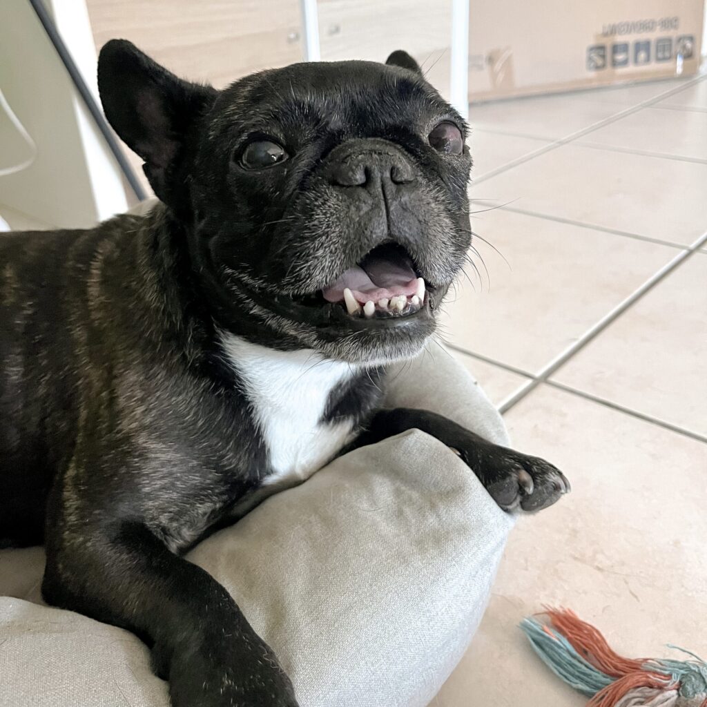 educateur canin Gang de Patounes Dog Sitter Pet Sitter Bordeaux