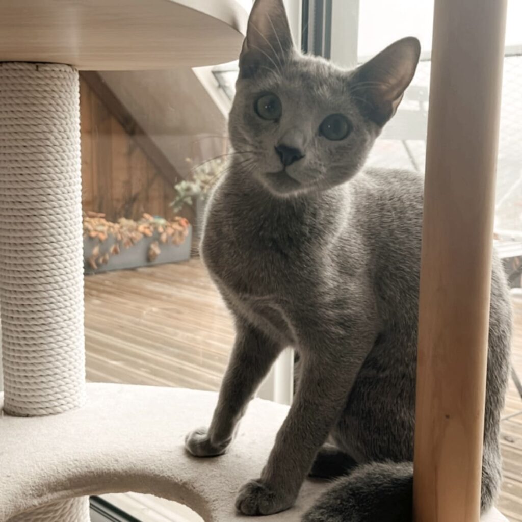 Communication animale pour chats Gang de Patounes Pet Sitter Cat Sitter Bordeaux Visites à domicile pour chats