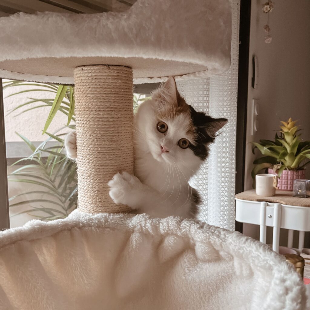 Communication animale pour chats Visites à domicile pour chats Gang de Patounes Cat Sitter Pet Sitter Bordeaux