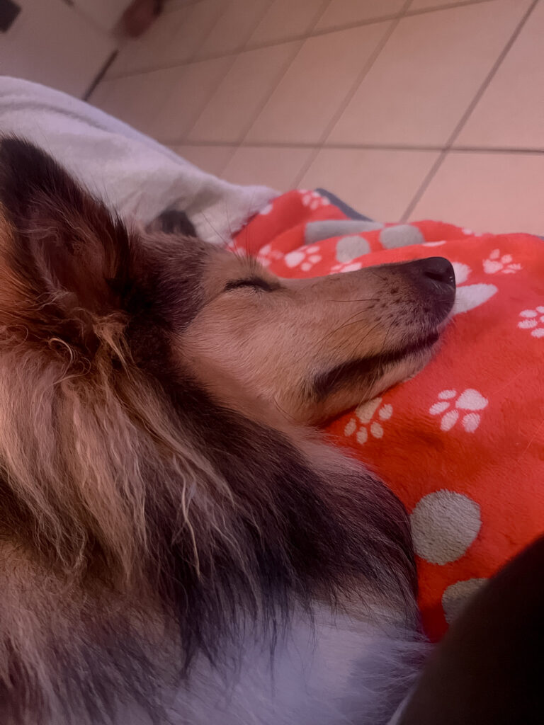 Garderie pour chiens Pension pour chiens Pet Sitter Bordeaux Gang de Patounes Dog Sitter Education canine garderie chien bordeaux