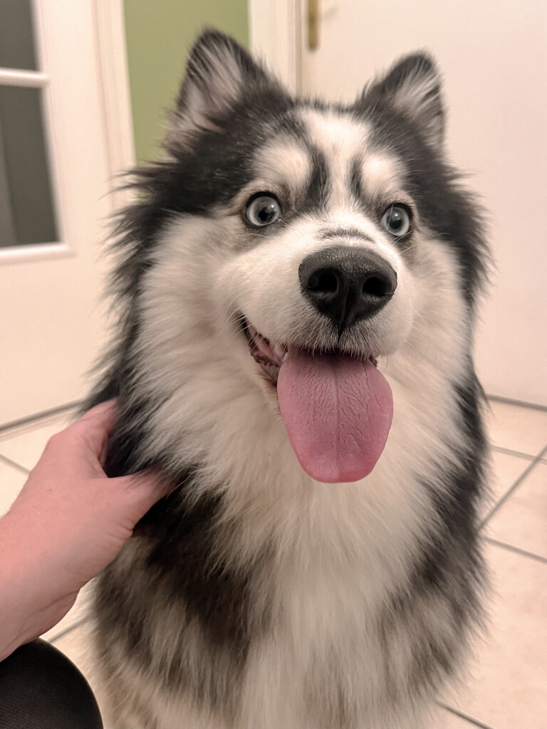 Garderie pour chiens Pension pour chiens Pet Sitter Bordeaux Gang de Patounes Dog Sitter Education canine garderie chien bordeaux