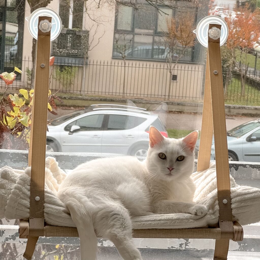 Cat sitter Bordeaux Gang de Patounes Pet Sitter Communication animale Garderie pour chats Visite à domicile