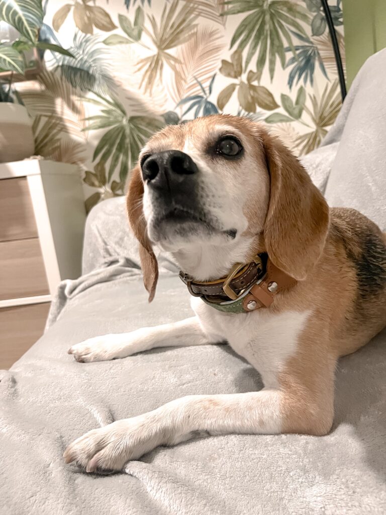 Garderie pour chiens Pension pour chiens Pet Sitter Bordeaux Gang de Patounes Dog Sitter Education canine garderie chien bordeaux