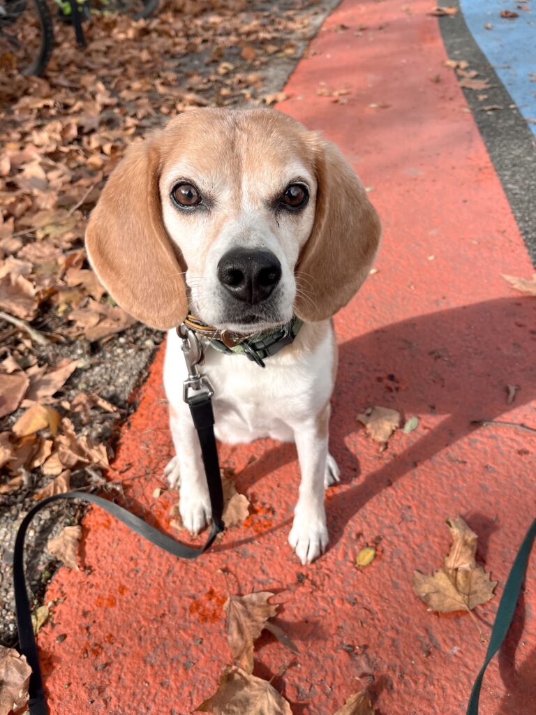 Garderie pour chiens Pension pour chiens Pet Sitter Bordeaux Gang de Patounes Dog Sitter Education canine garderie chien bordeaux