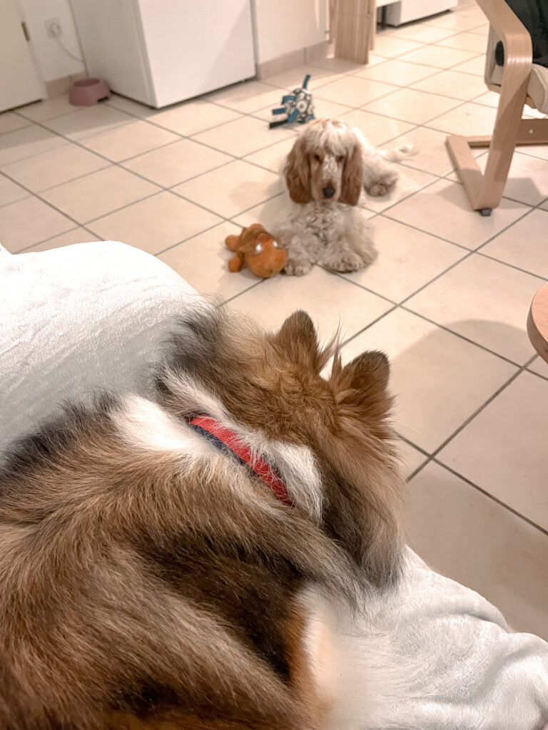 Garderie pour chiens Pension pour chiens Pet Sitter Bordeaux Gang de Patounes Dog Sitter Education canine garderie chien bordeaux