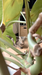 education feline contact Communication animale pour chats Visites à domicile pur chats Gang de Patounes Cat Sitter Bordeaux Pet Sitter Comportementaliste chat