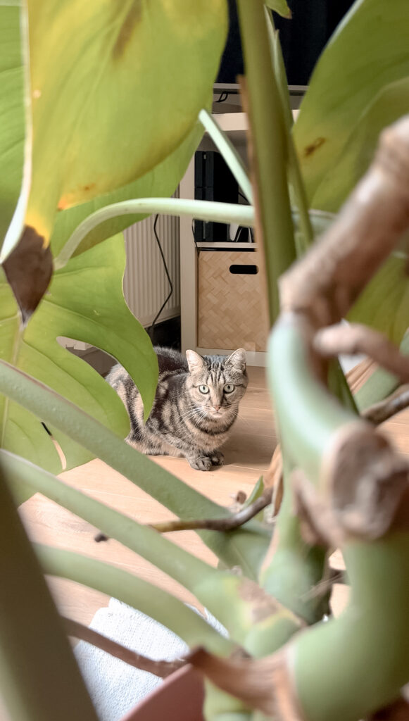 education feline contact Communication animale pour chats Visites à domicile pur chats Gang de Patounes Cat Sitter Bordeaux Pet Sitter Comportementaliste chat