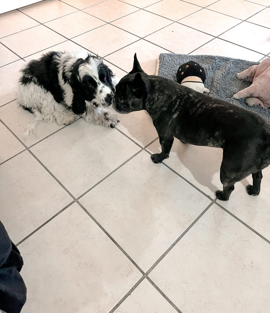 Garderie pour chiens Pension pour chiens Pet Sitter Bordeaux Gang de Patounes Dog Sitter Education canine garderie chien bordeaux