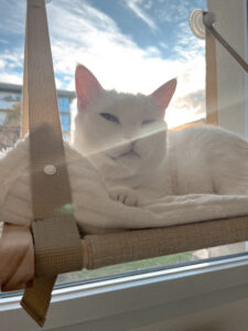 education feline contact Communication animale pour chats Visites à domicile pur chats Gang de Patounes Cat Sitter Bordeaux Pet Sitter Comportementaliste chat