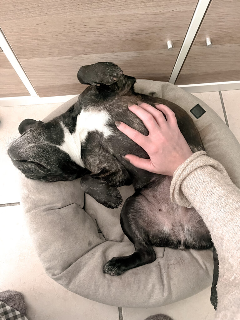 Garderie pour chiens Pension pour chiens Pet Sitter Bordeaux Gang de Patounes Dog Sitter Education canine garderie chien bordeaux