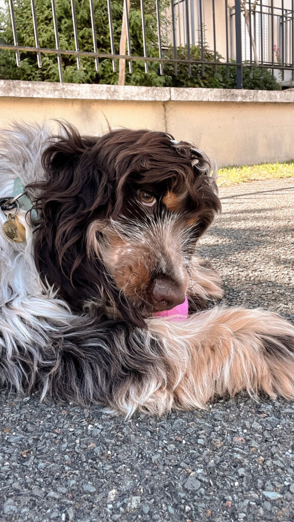 Garderie pour chiens Pension pour chiens Pet Sitter Bordeaux Gang de Patounes Dog Sitter Education canine garderie chien bordeaux