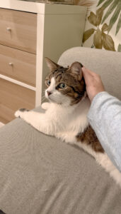 Garderie pour chiens Pension pour chiens Pet Sitter Bordeaux Gang de Patounes Dog Sitter Education canine garderie chien bordeaux cat sitter chats