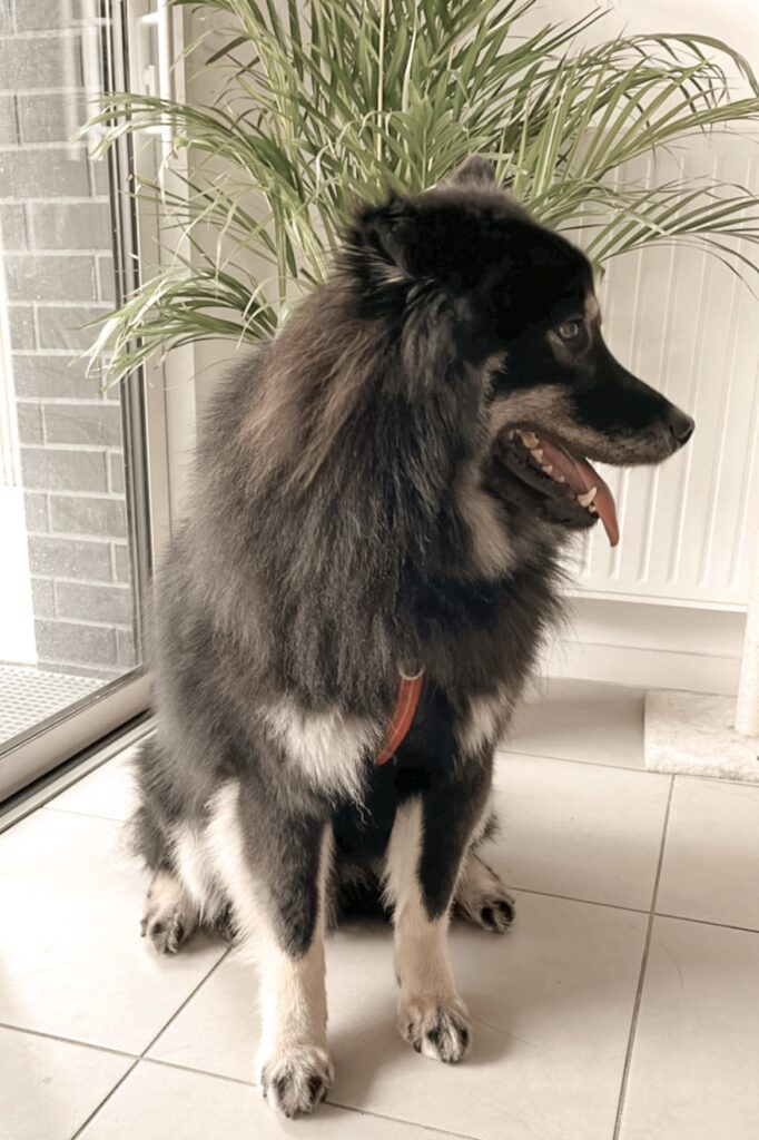 Garderie pour chiens Pension pour chiens Pet Sitter Bordeaux Gang de Patounes Dog Sitter Education canine garderie chien bordeaux