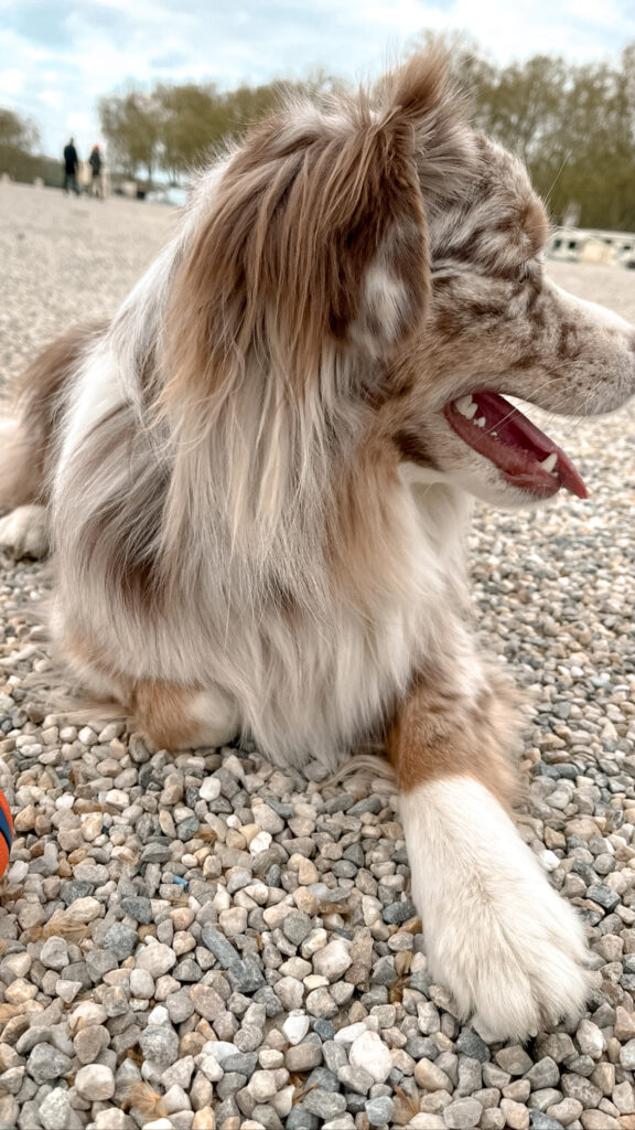 Garderie pour chiens Pension pour chiens Pet Sitter Bordeaux Gang de Patounes Dog Sitter Education canine garderie chien bordeaux