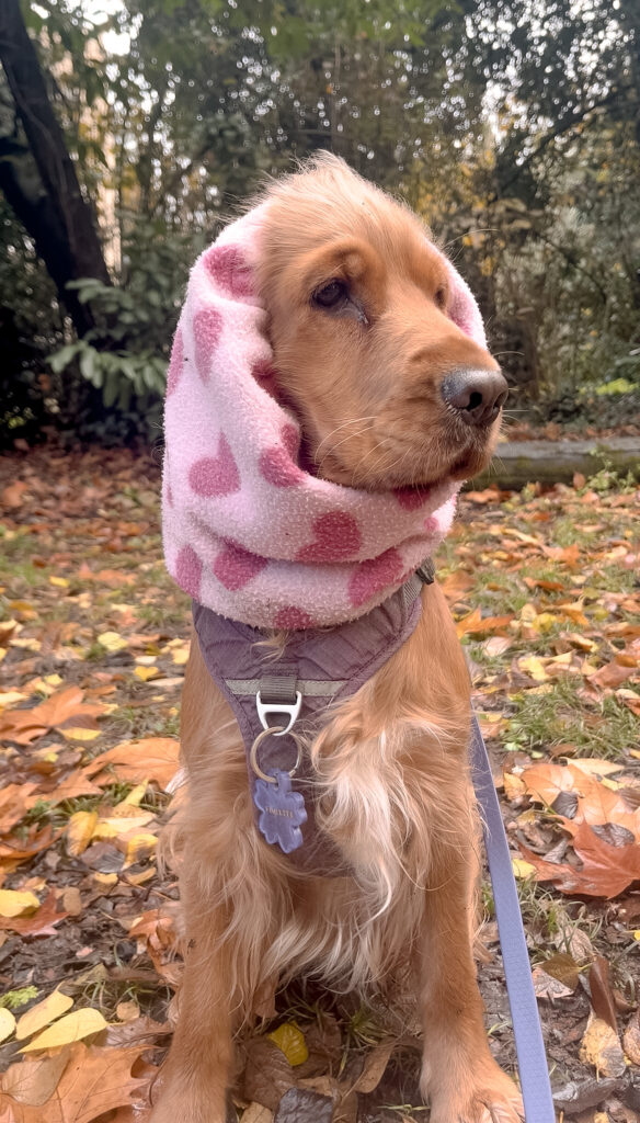 Garderie pour chiens Pension pour chiens Pet Sitter Bordeaux Gang de Patounes Dog Sitter Education canine garderie chien bordeaux