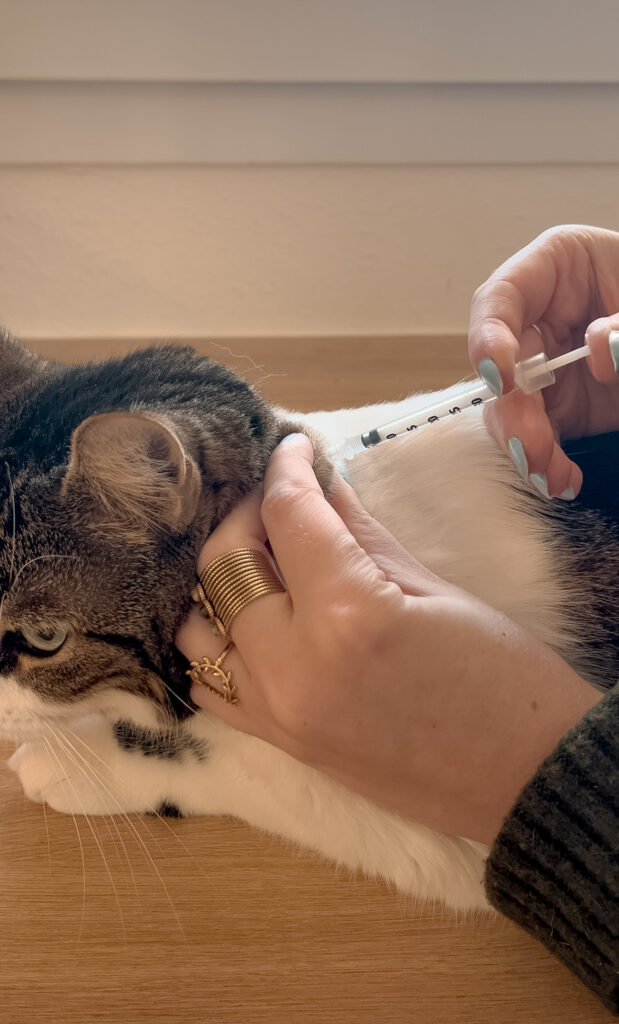 Garderie pour chiens Pension pour chiens Pet Sitter Bordeaux Gang de Patounes Dog Sitter Education canine garderie chien bordeaux Cat sitter