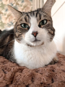 education feline contact Communication animale pour chats Visites à domicile pur chats Gang de Patounes Cat Sitter Bordeaux Pet Sitter Comportementaliste chat