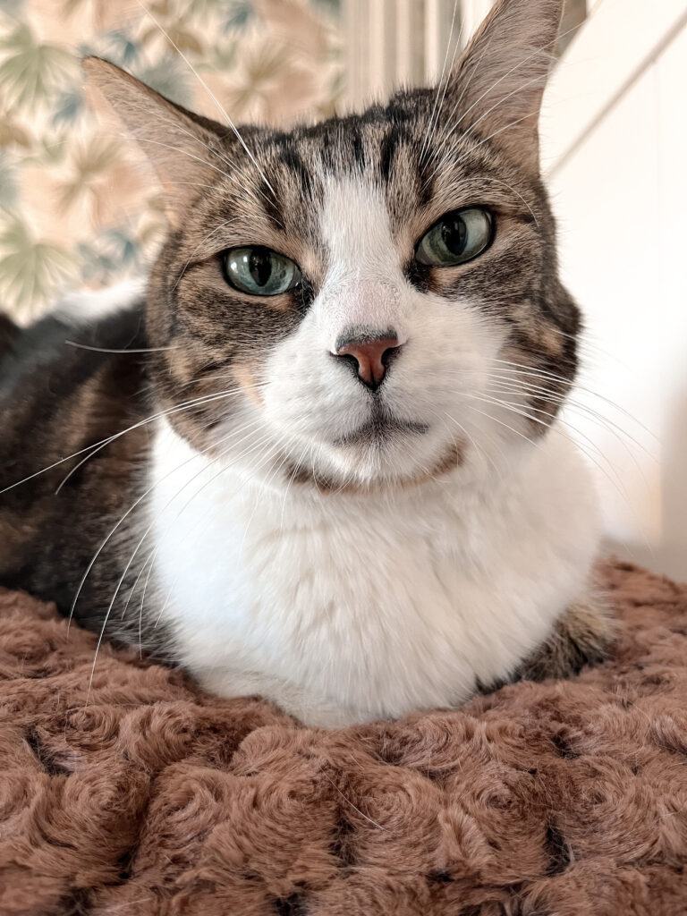 education feline contact Communication animale pour chats Visites à domicile pur chats Gang de Patounes Cat Sitter Bordeaux Pet Sitter Comportementaliste chat