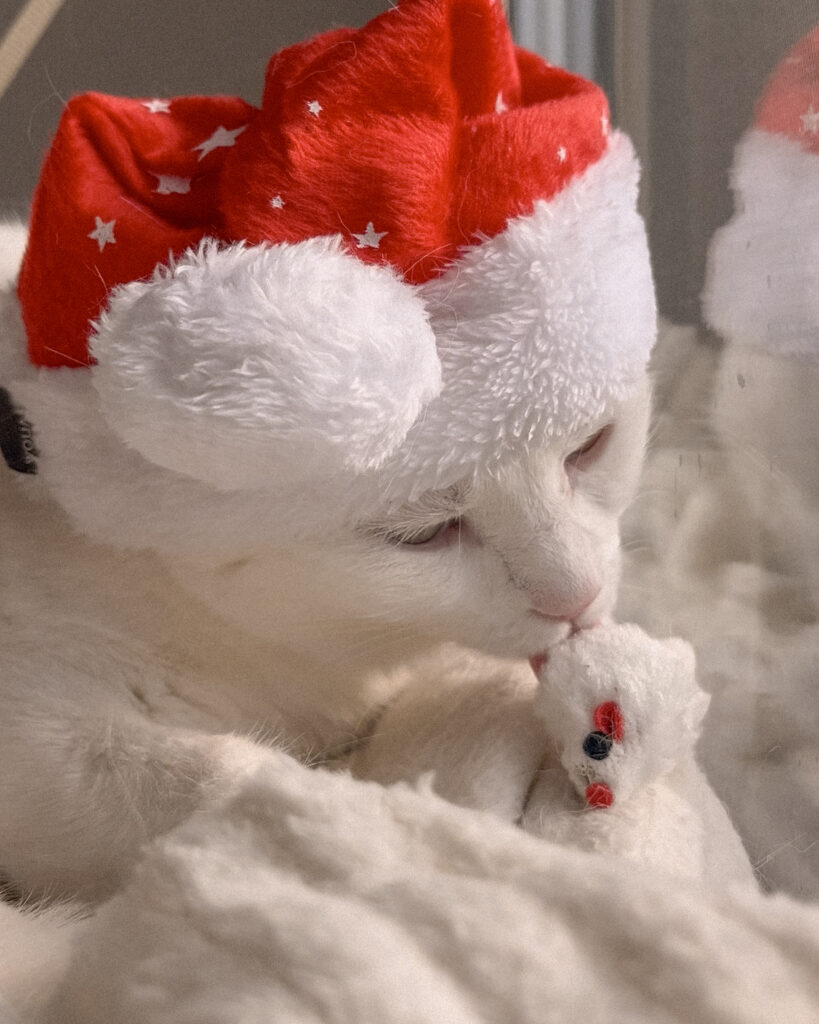 education feline contact Communication animale pour chats Visites à domicile pur chats Gang de Patounes Cat Sitter Bordeaux Pet Sitter Comportementaliste chat