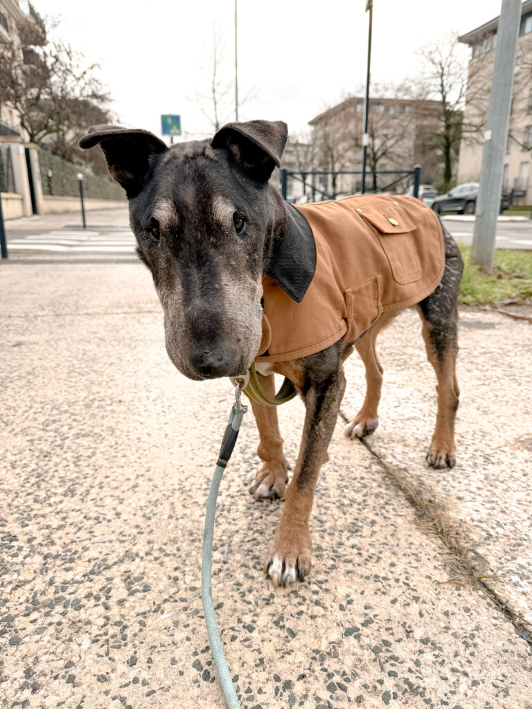 dog sitter bordeaux dog sitter