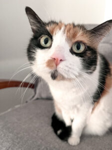 Garderie pour chat bordeaux cat sitter gang de patounes