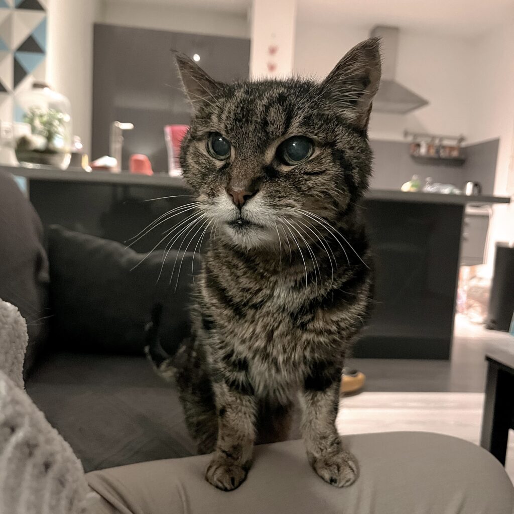 education feline contact Communication animale pour chats Visites à domicile pur chats Gang de Patounes Cat Sitter Bordeaux Pet Sitter Comportementaliste chat