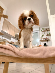 dog sitter bordeaux dog sitter