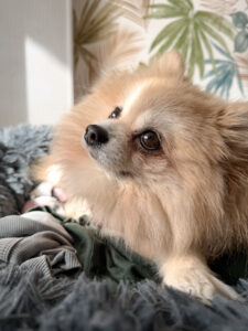 garderie pour chien bordeaux gang de patounes dog sitter